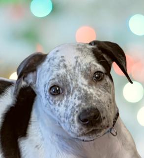 Dot-looking for a foster or furever home, ADOPTABLE, Puppy Female Mixed Breed.