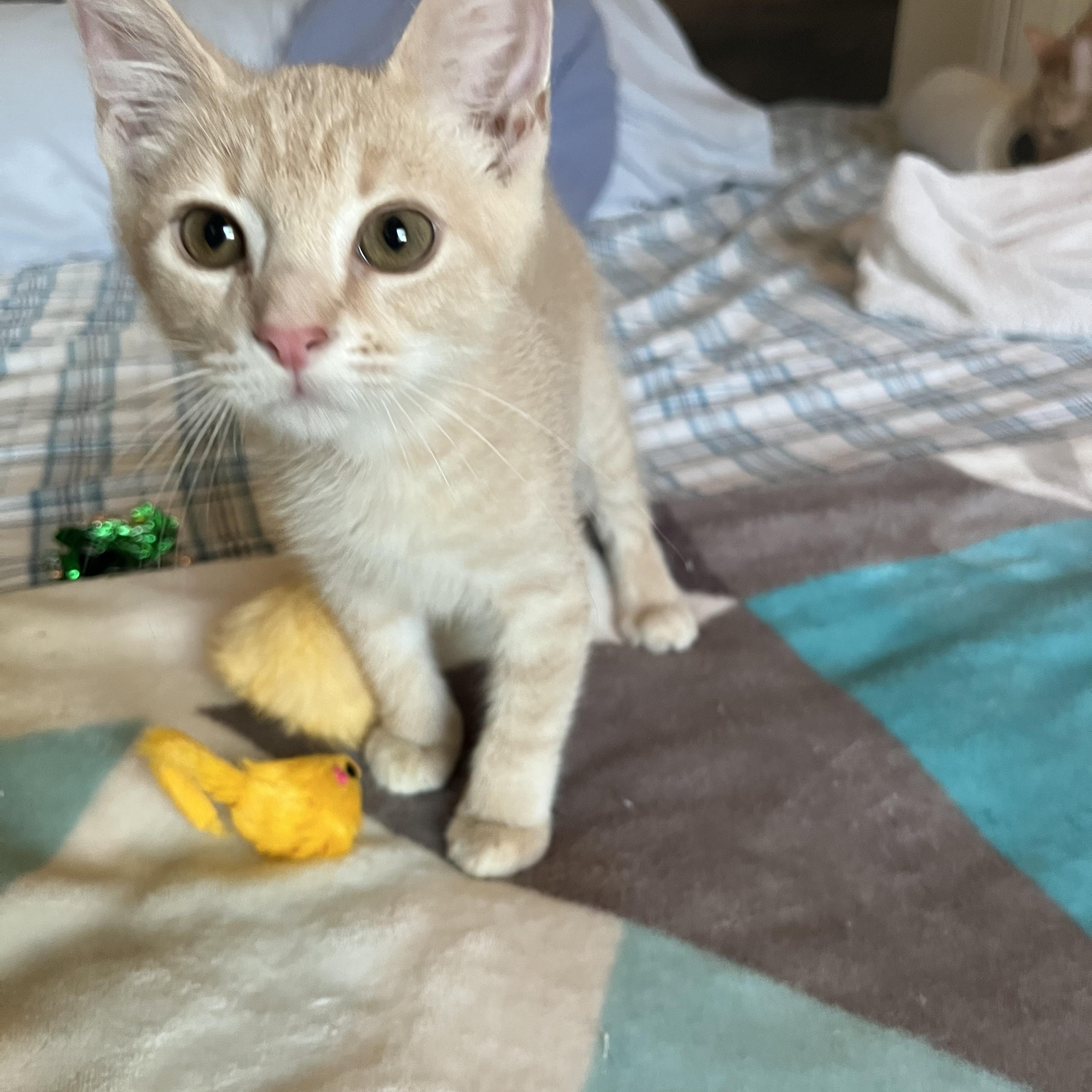 Enlarge Meeko, a Adopted Domestic Short Hair in Ormond Beach, FL image 1/3