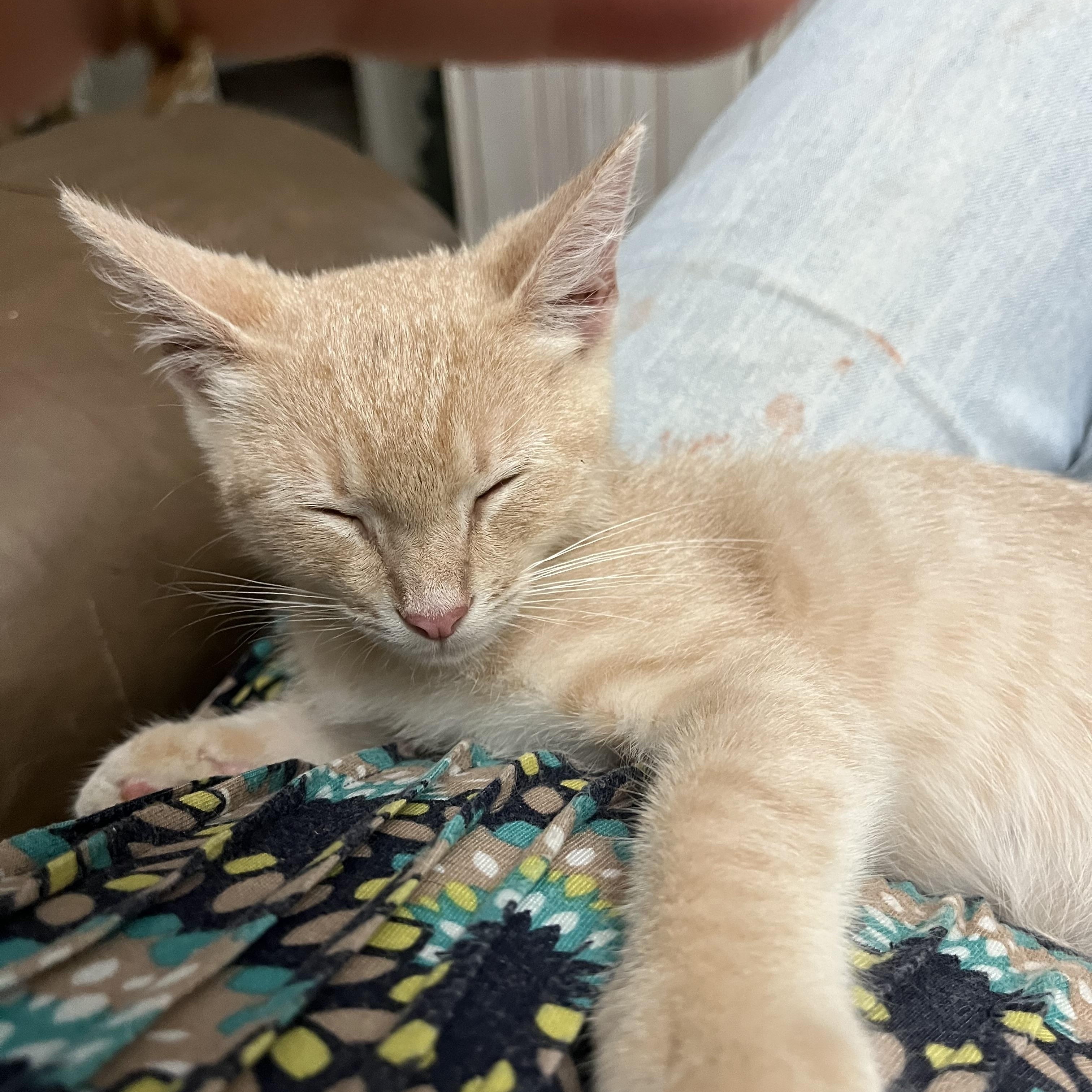 Enlarge Meeko, a Adopted Domestic Short Hair in Ormond Beach, FL image 2/3