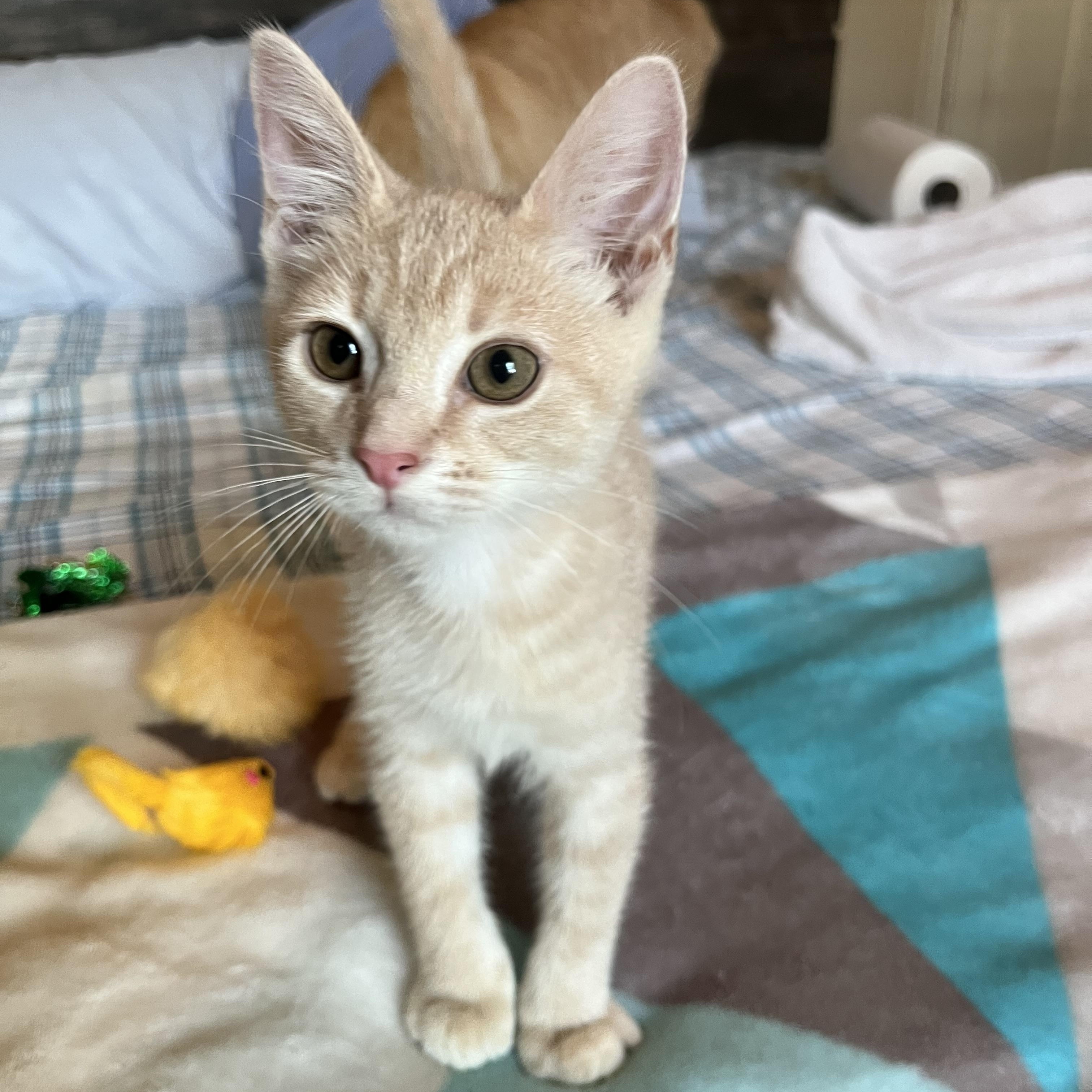 Enlarge Meeko, a Adopted Domestic Short Hair in Ormond Beach, FL image 3/3