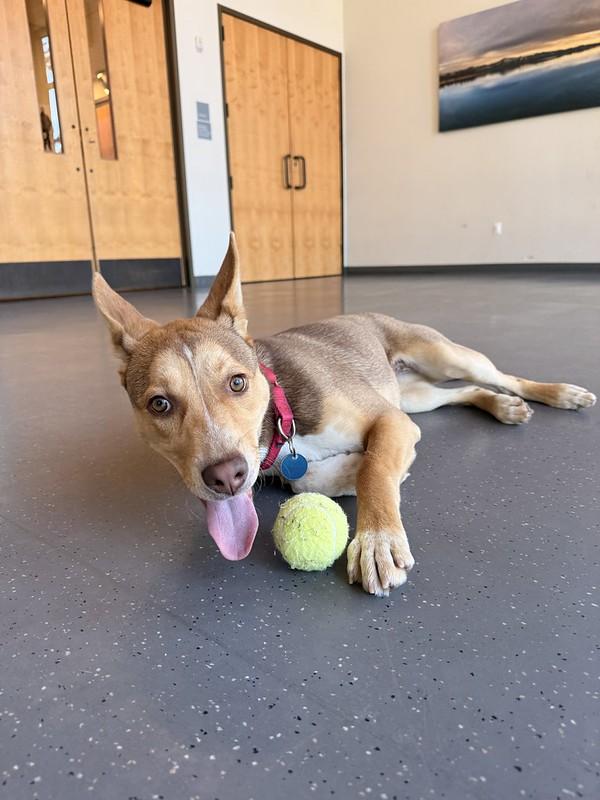 Enlarge Clover, an adopted mixed breed in Truckee, CA image 2/4