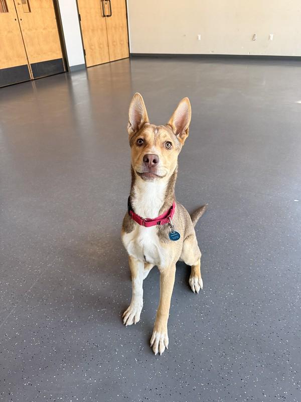 Enlarge Clover, an adopted mixed breed in Truckee, CA image 1/4