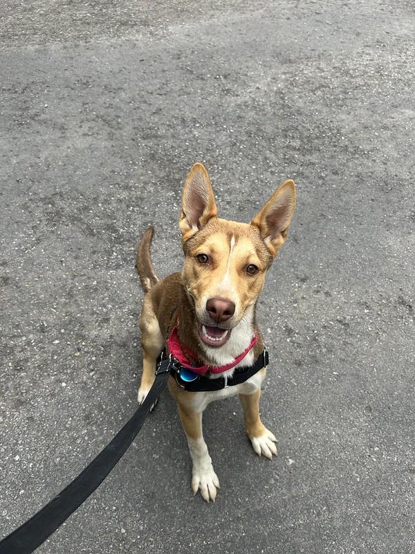 Enlarge Clover, an adopted mixed breed in Truckee, CA image 3/4