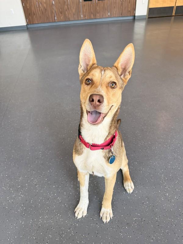 Enlarge Clover, an adopted mixed breed in Truckee, CA image 4/4