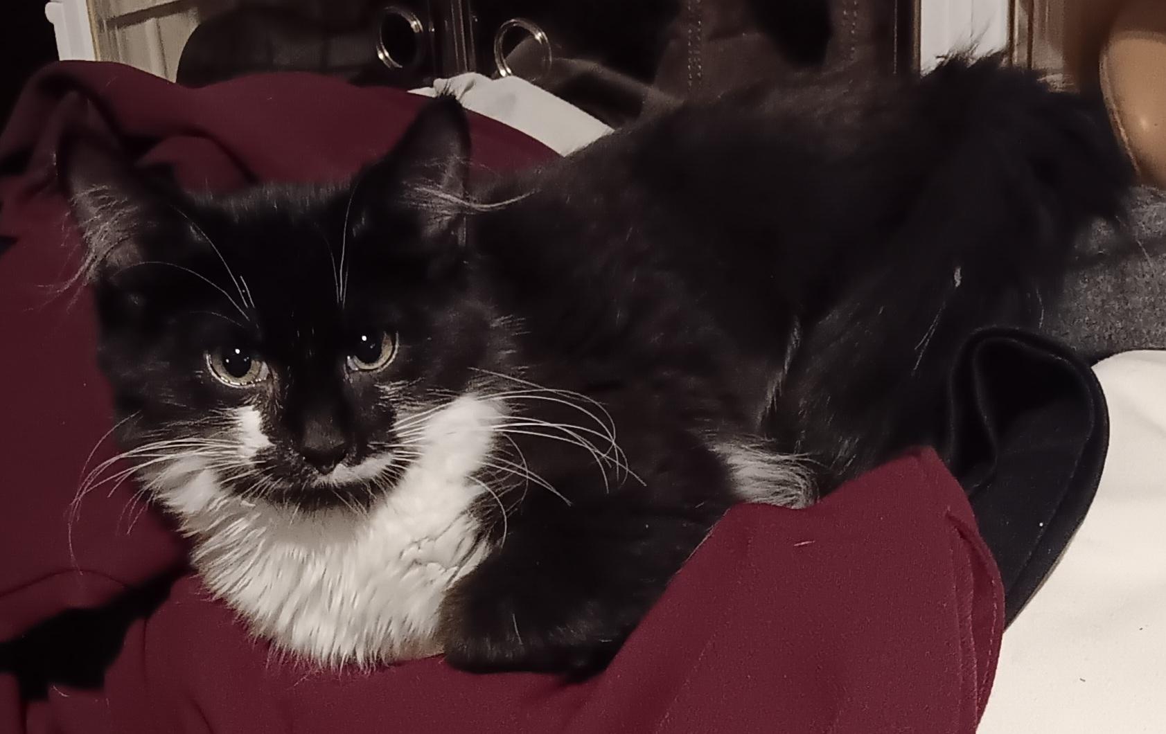 Tres, Adopted, Kitten Female Domestic Long Hair.