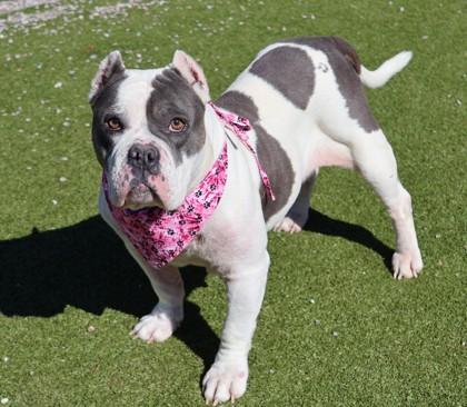 Enlarge Sky, an adopted Mixed Breed in Athens, GA image 2/3