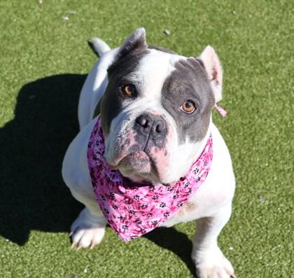 Enlarge Sky, an adopted Mixed Breed in Athens, GA image 3/3