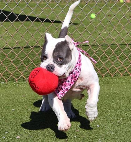 Sky, adopted, Adult Female Mixed Breed.