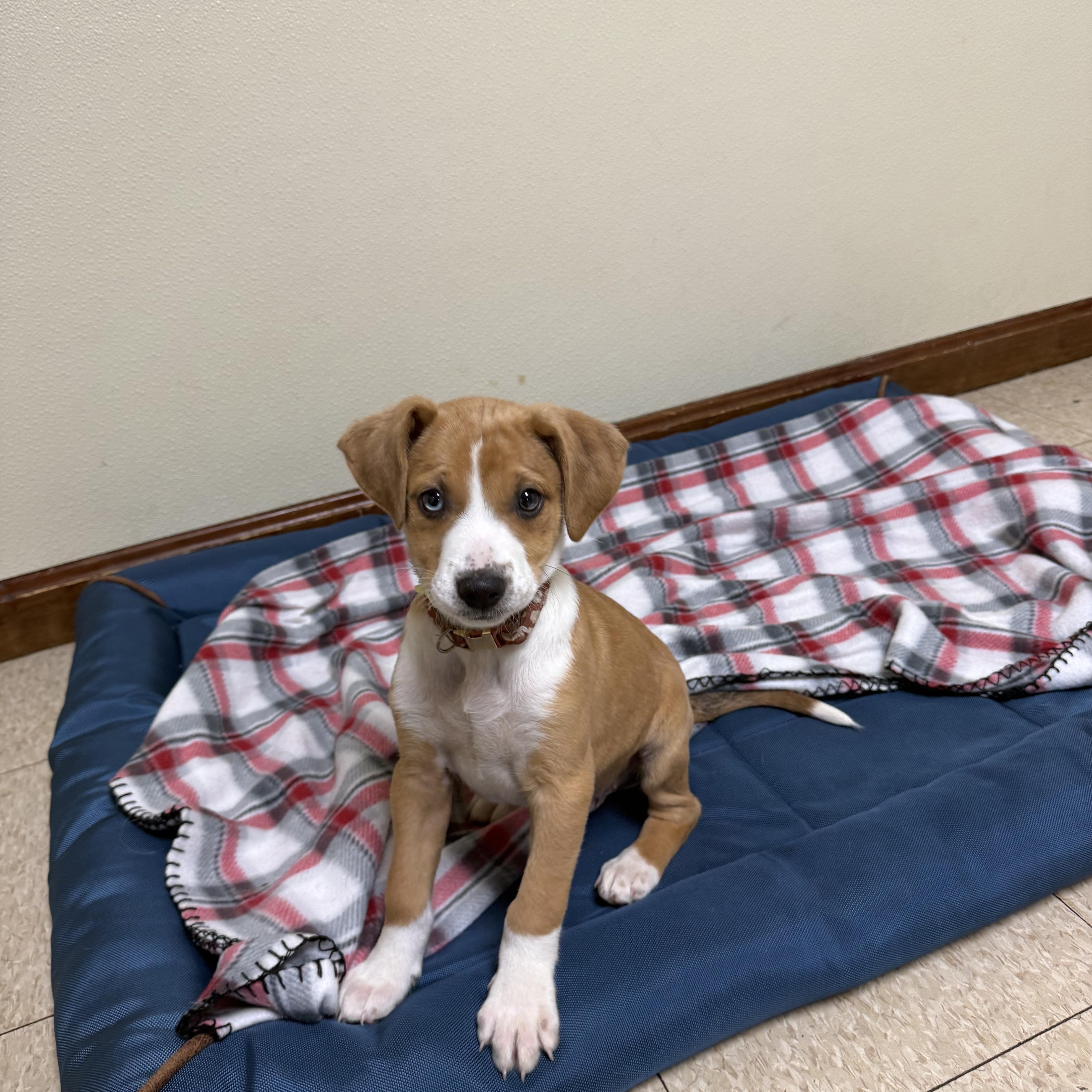 Enlarge Blue , an adopted mixed breed in Douglas, MA image 4/5