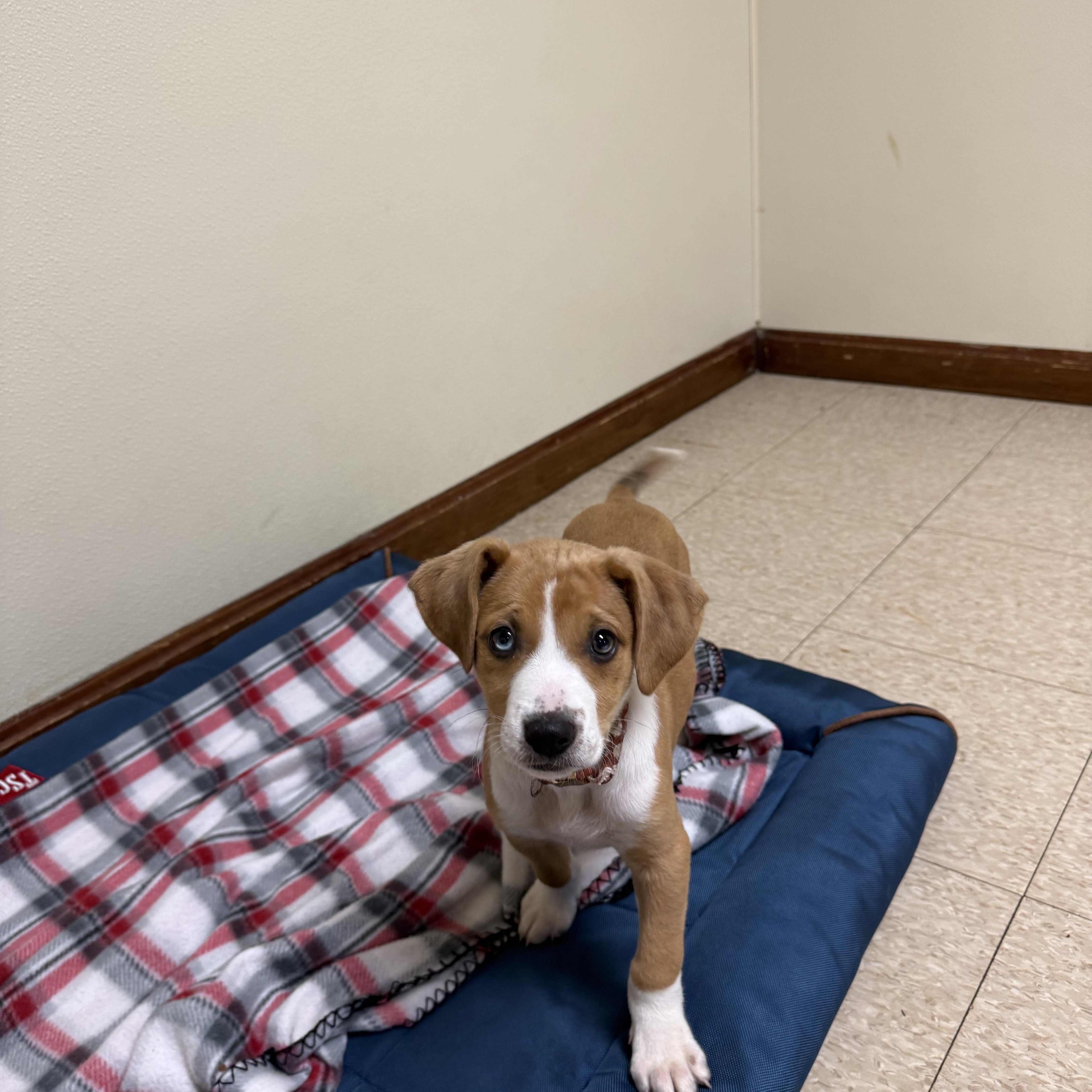 Enlarge Blue , an adopted mixed breed in Douglas, MA image 5/5