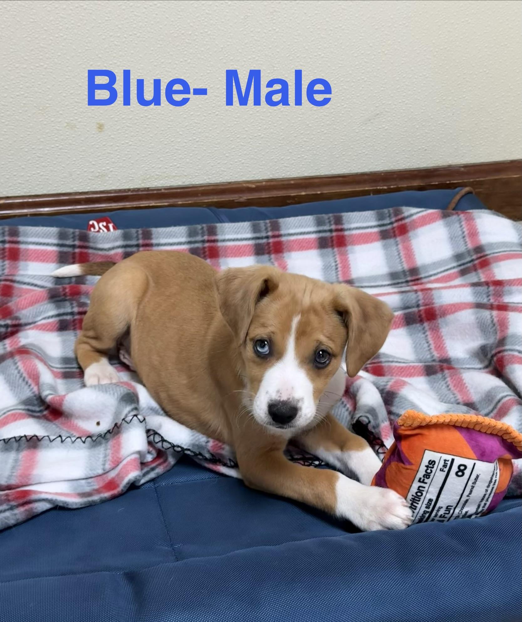 Enlarge Blue , an adopted mixed breed in Douglas, MA image 3/5