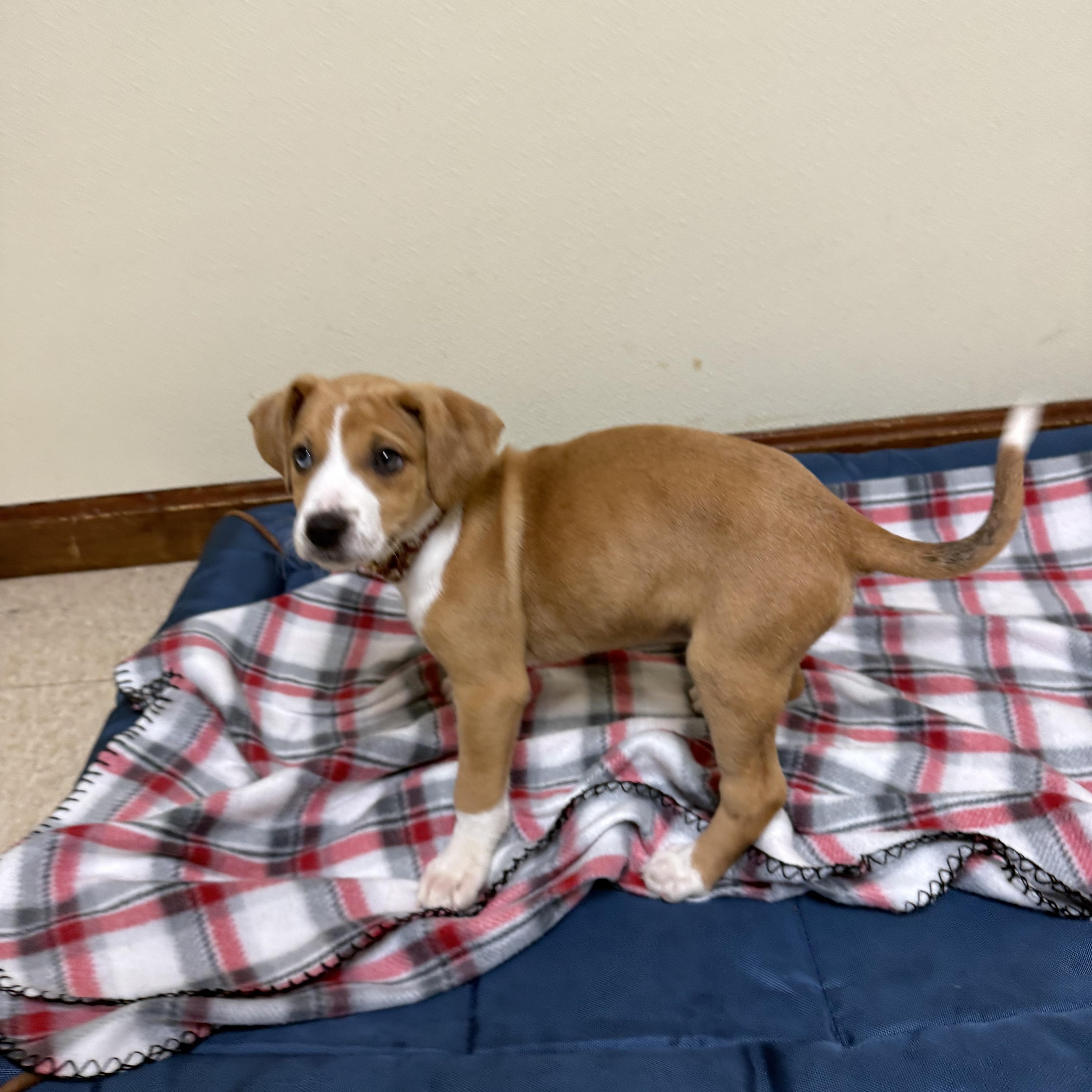 Blue , adopted, Puppy Male Australian Shepherd & Hound.