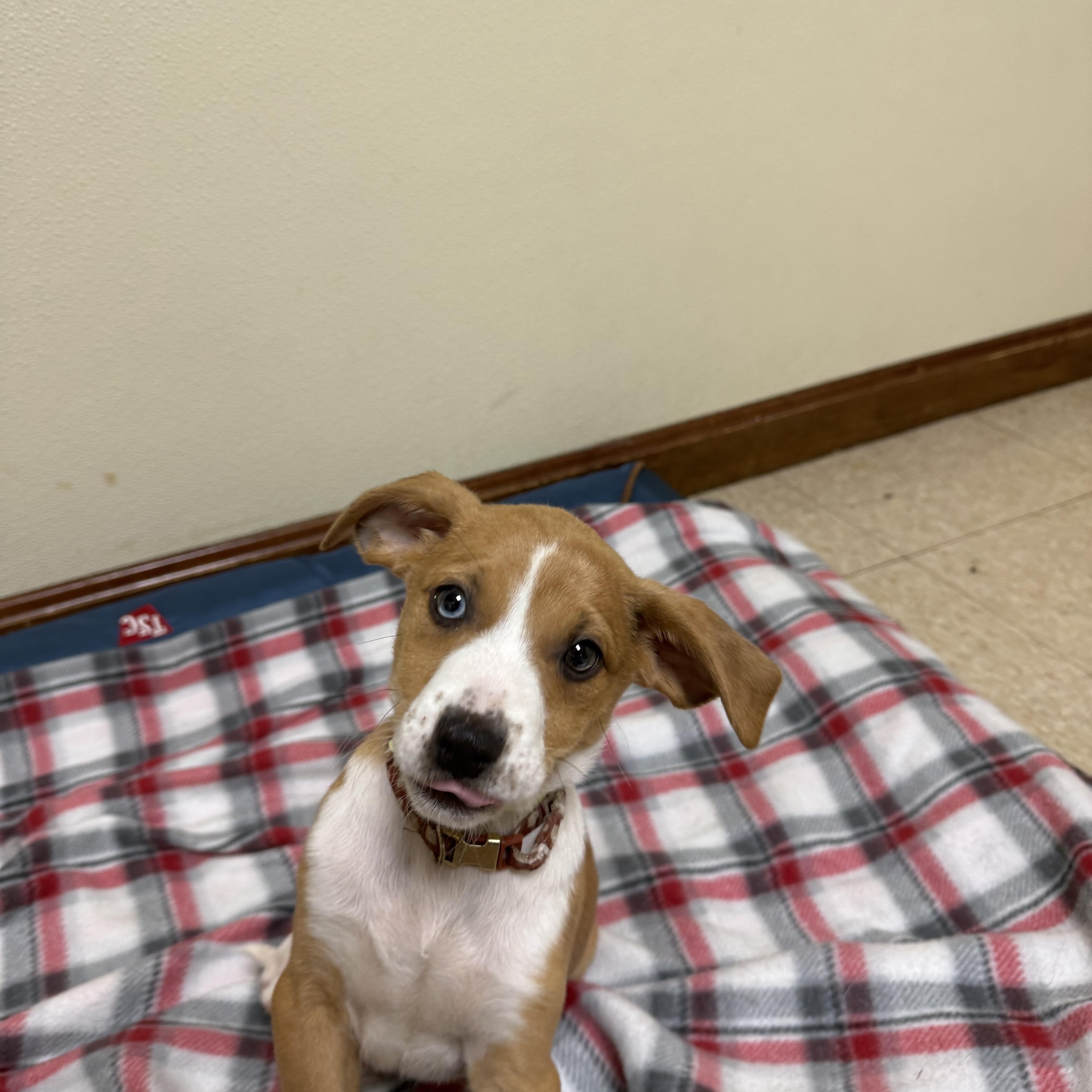 Enlarge Blue , an adopted mixed breed in Douglas, MA image 2/5