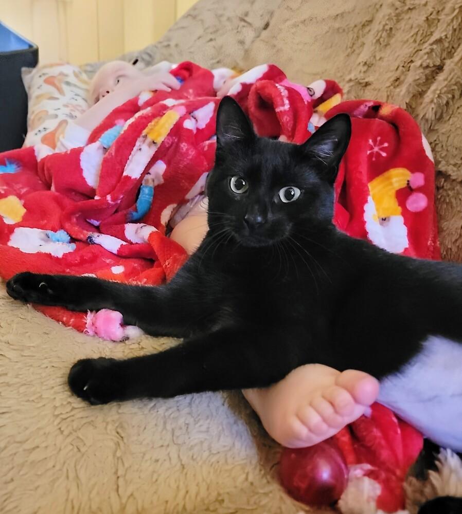 Mazel, Adoptable, Kitten Female Domestic Short Hair & American Shorthair.