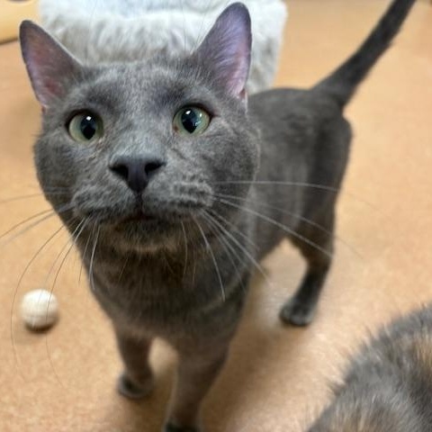 Phlox, adopted, Young Male Domestic Short Hair.