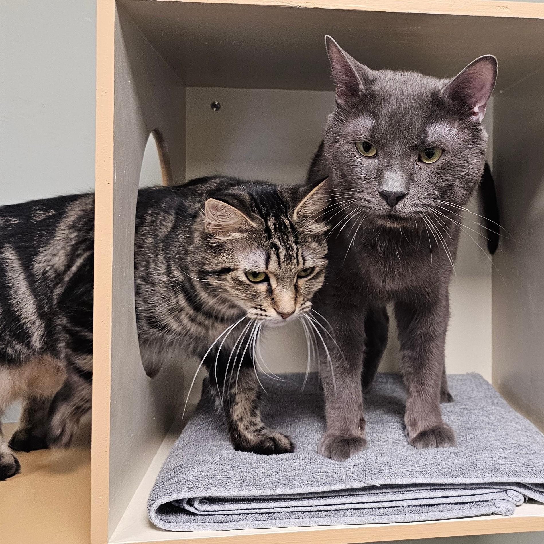 Enlarge Phlox, an adopted Domestic Short Hair in Norwalk, CT image 2/2