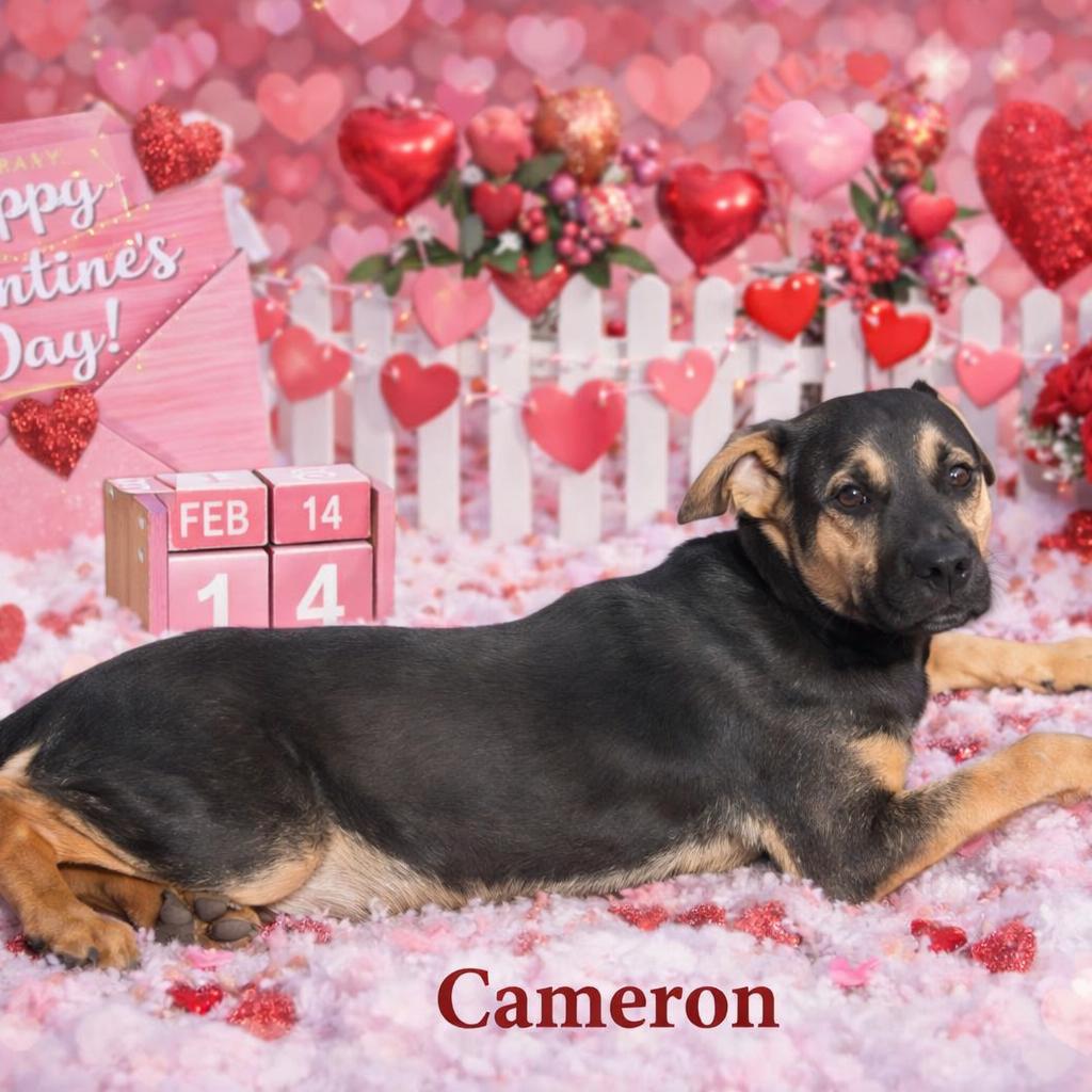 Enlarge Cameron, a ADOPTABLE Mixed Breed in Orangeburg, SC image 1/1