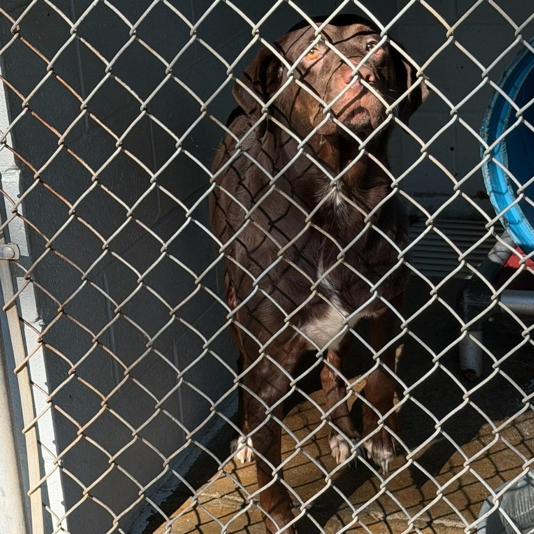 Coco, Adoptable, Adult Female Chocolate Labrador Retriever.