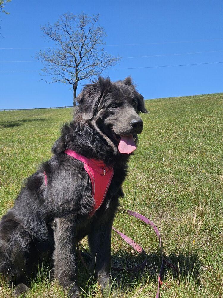 Kinsey, a Adoptable Newfoundland Dog in Gales Ferry, CT image 2/5