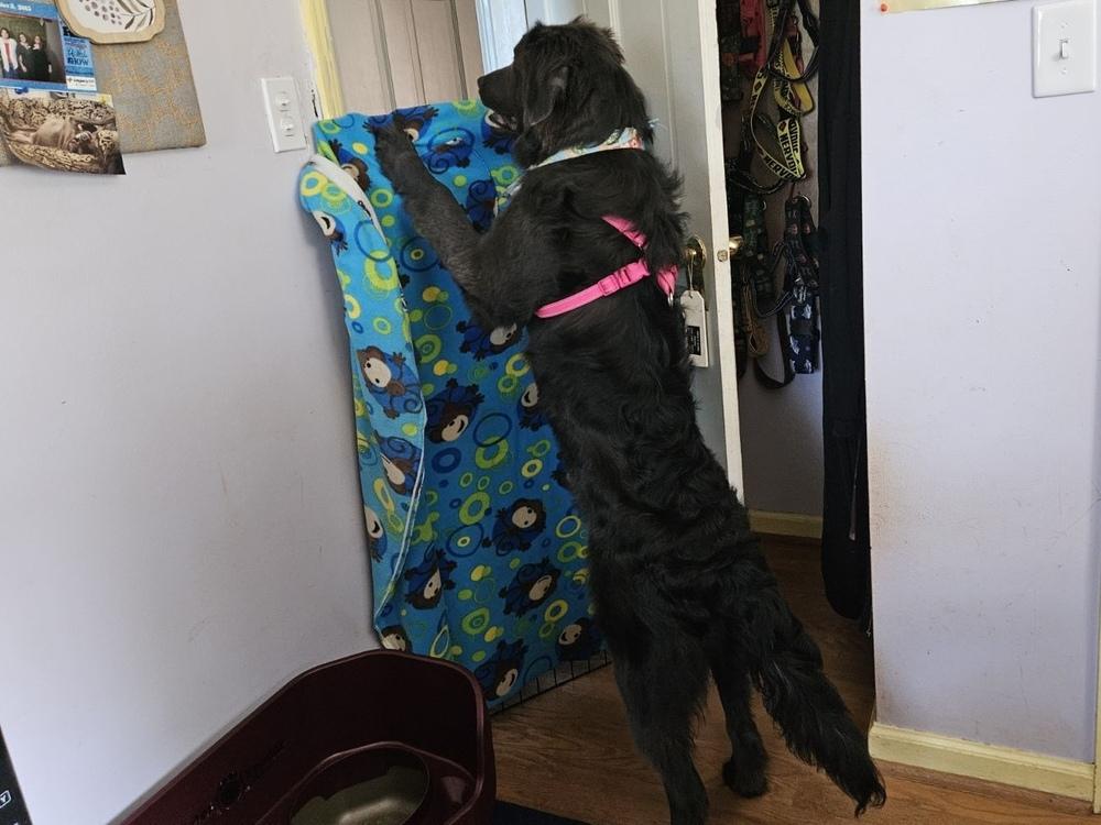 Enlarge Kinsey, a Adoptable Newfoundland Dog in Gales Ferry, CT image 2/6