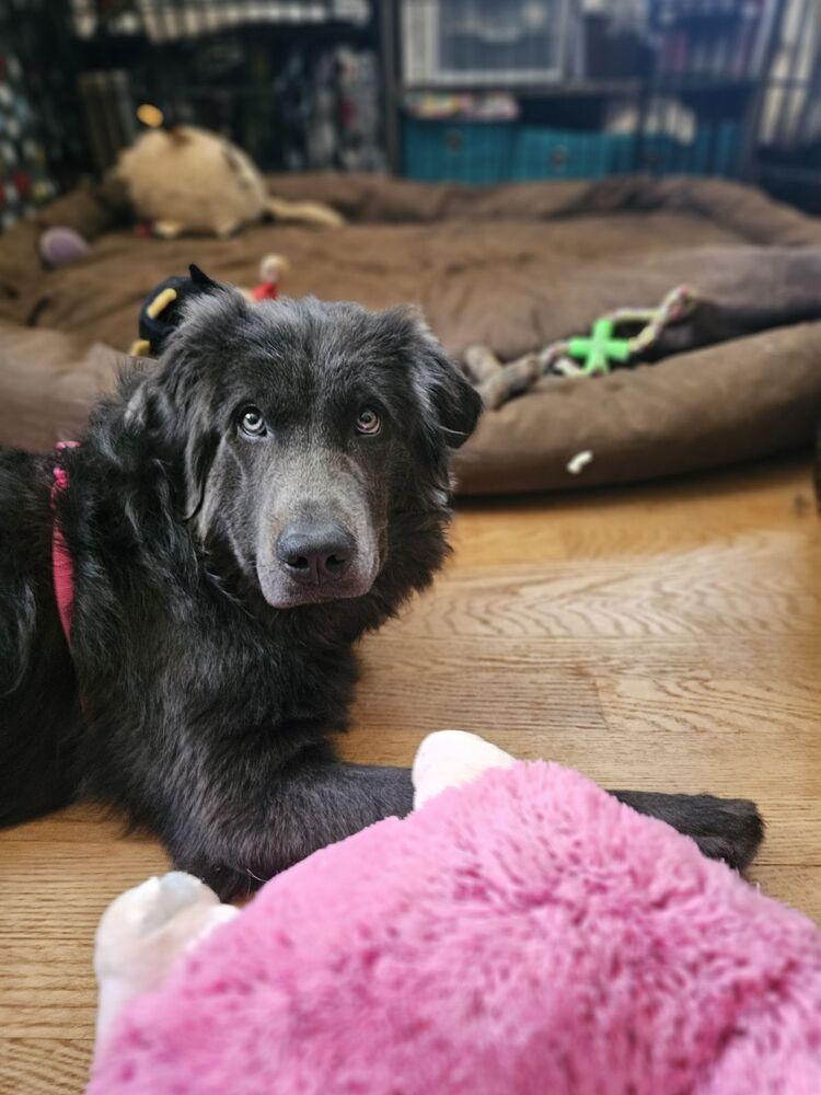 Enlarge Kinsey, a Adoptable Newfoundland Dog in Gales Ferry, CT image 3/6