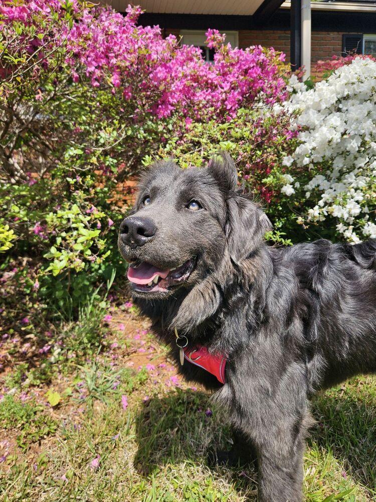 Enlarge Kinsey, a Adoptable Newfoundland Dog in Gales Ferry, CT image 4/6
