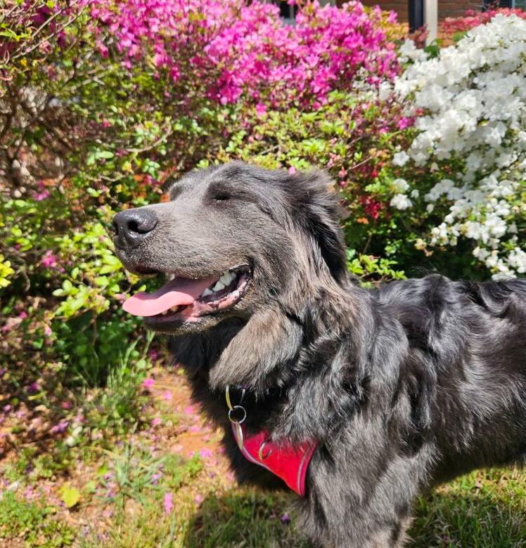 Enlarge Kinsey, a Adoptable Newfoundland Dog in Gales Ferry, CT image 5/6