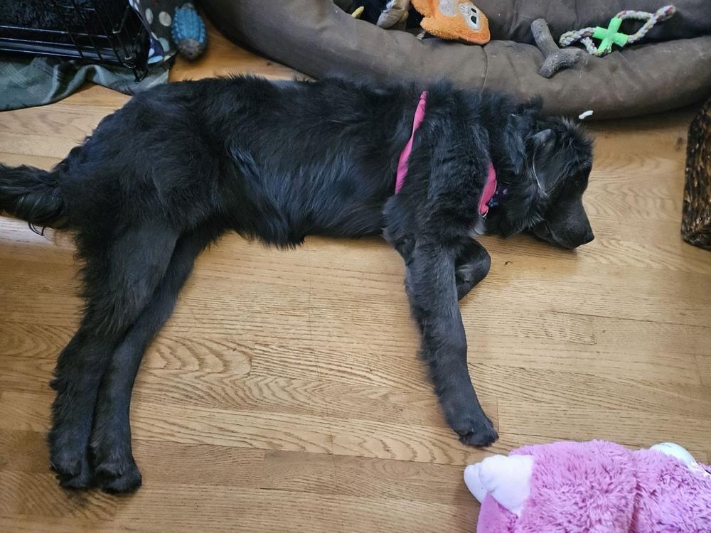 Enlarge Kinsey, a Adoptable Newfoundland Dog in Gales Ferry, CT image 6/6