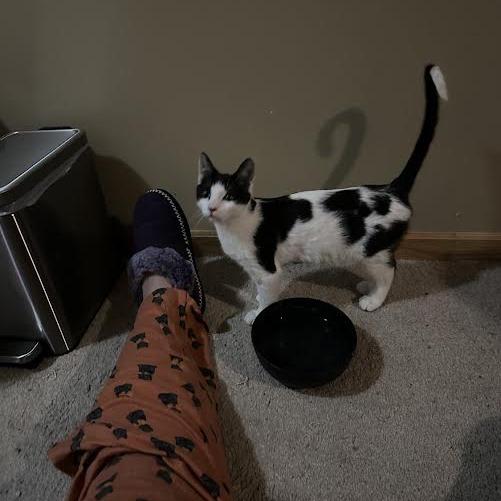 Amos, Adoptable, Young Male Domestic Short Hair.