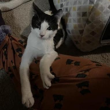 Enlarge Amos, a Adoptable Domestic Short Hair in Chaska, MN image 2/4