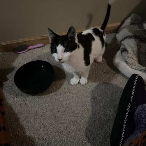 Enlarge Amos, a Adoptable Domestic Short Hair in Chaska, MN image 3/4