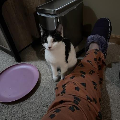 Enlarge Amos, a Adoptable Domestic Short Hair in Chaska, MN image 4/4