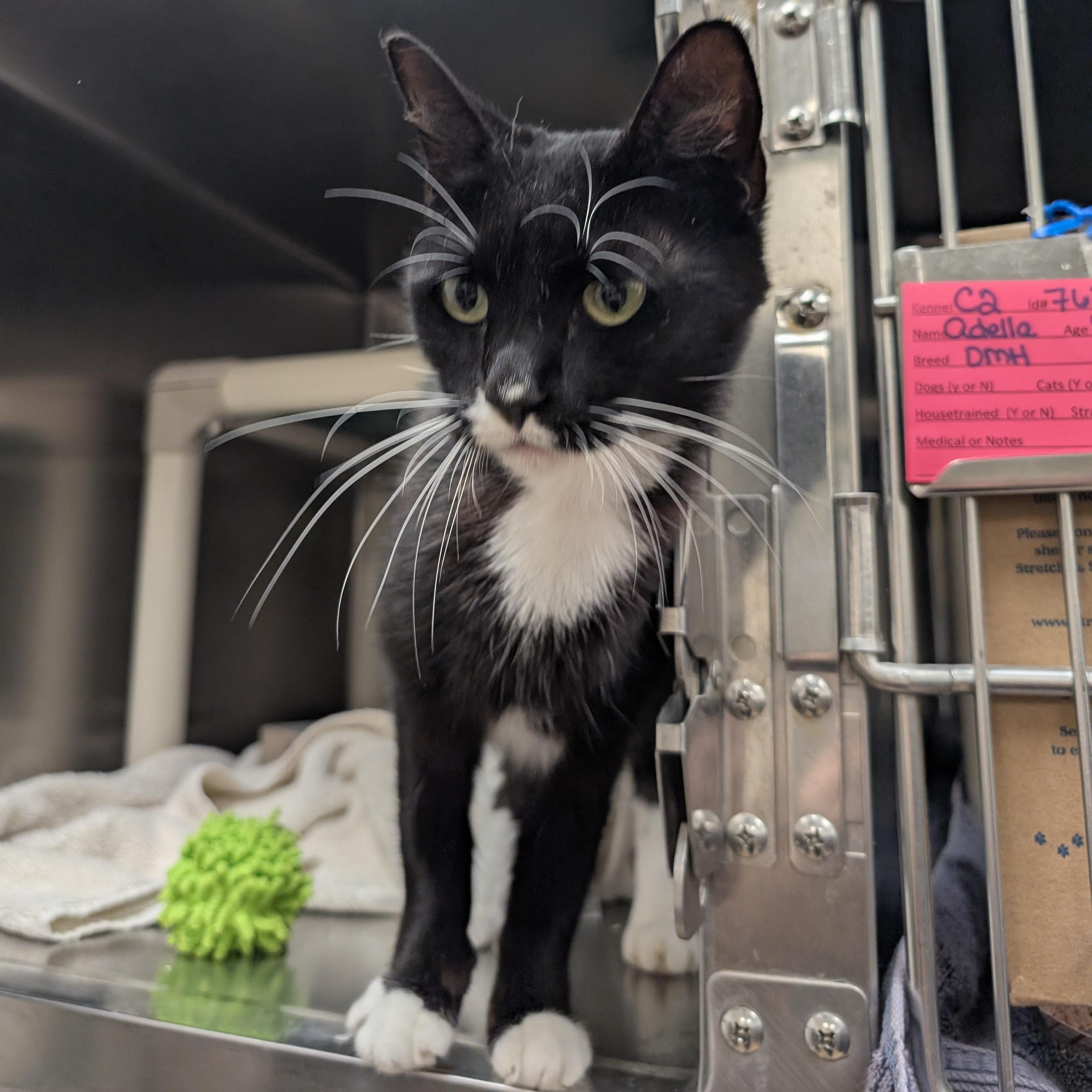 Wiggly, a Adoptable Domestic Short Hair in St. Augustine, FL image 3/4