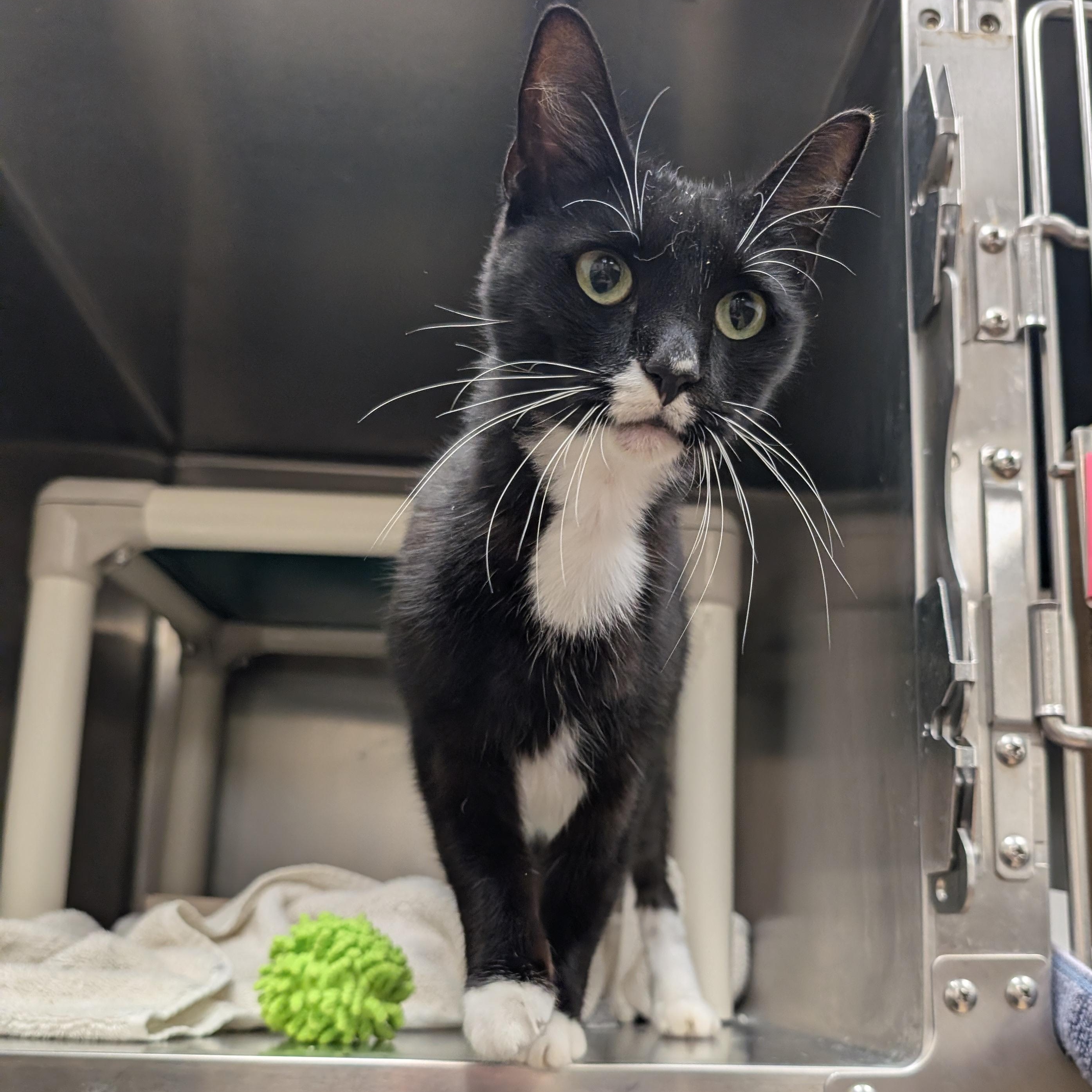 Wiggly, Adoptable, Adult Female Domestic Short Hair.