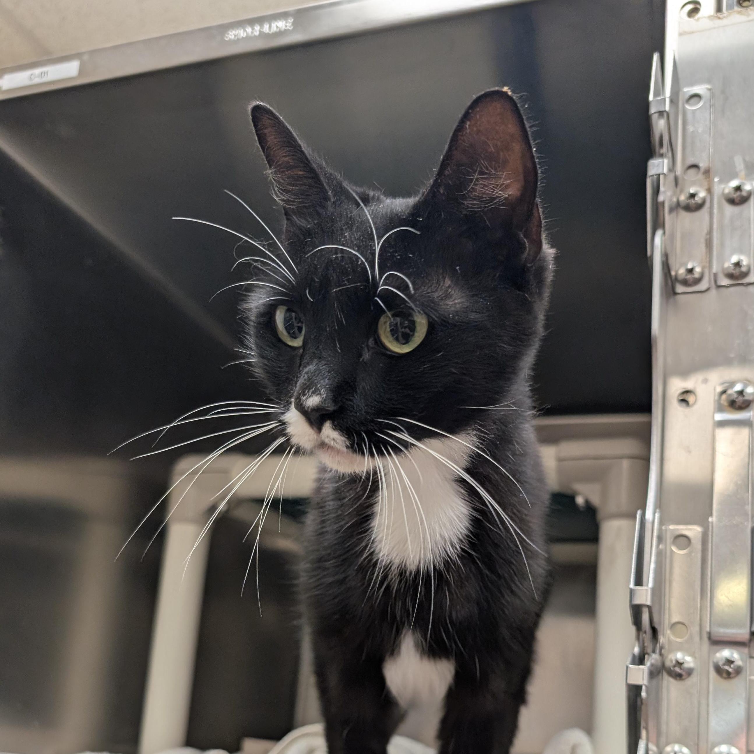 Wiggly, a Adoptable Domestic Short Hair in St. Augustine, FL image 2/4