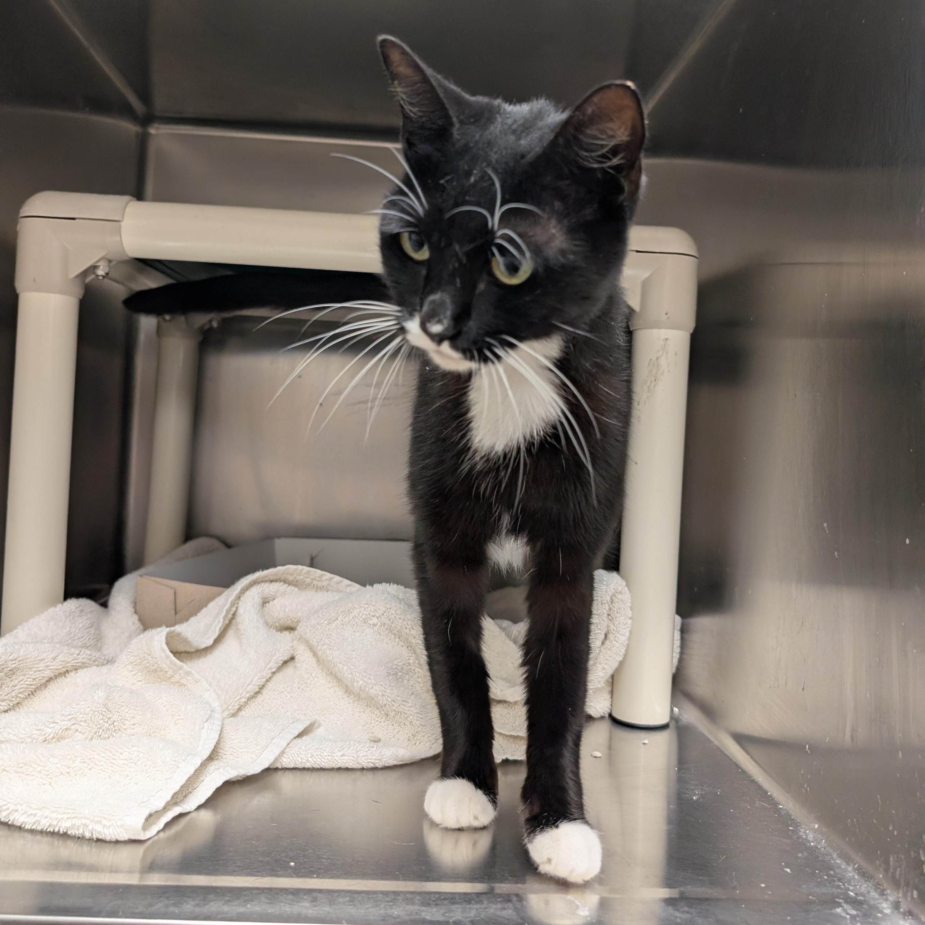 Wiggly, a Adoptable Domestic Short Hair in St. Augustine, FL image 4/4