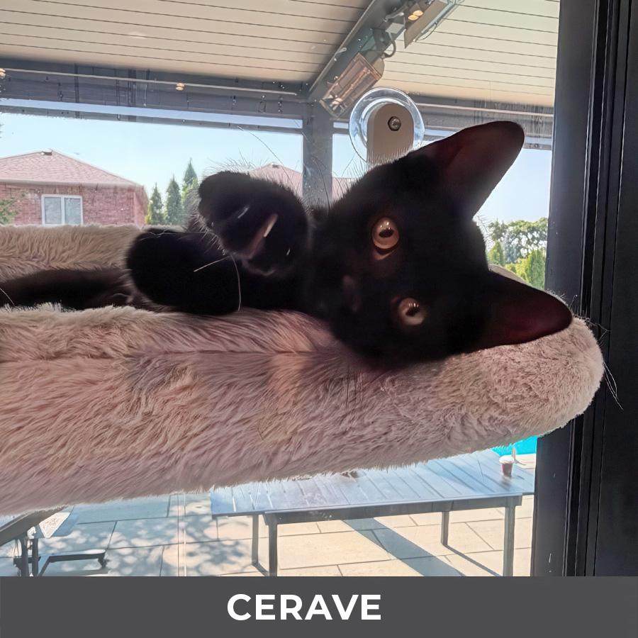 Enlarge CeraVe, a ADOPTABLE Domestic Short Hair in Etobicoke, ON image 2/4