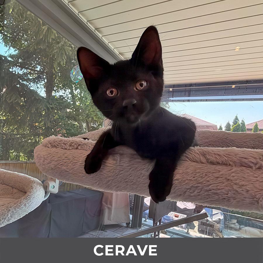 Enlarge CeraVe, a ADOPTABLE Domestic Short Hair in Etobicoke, ON image 3/4