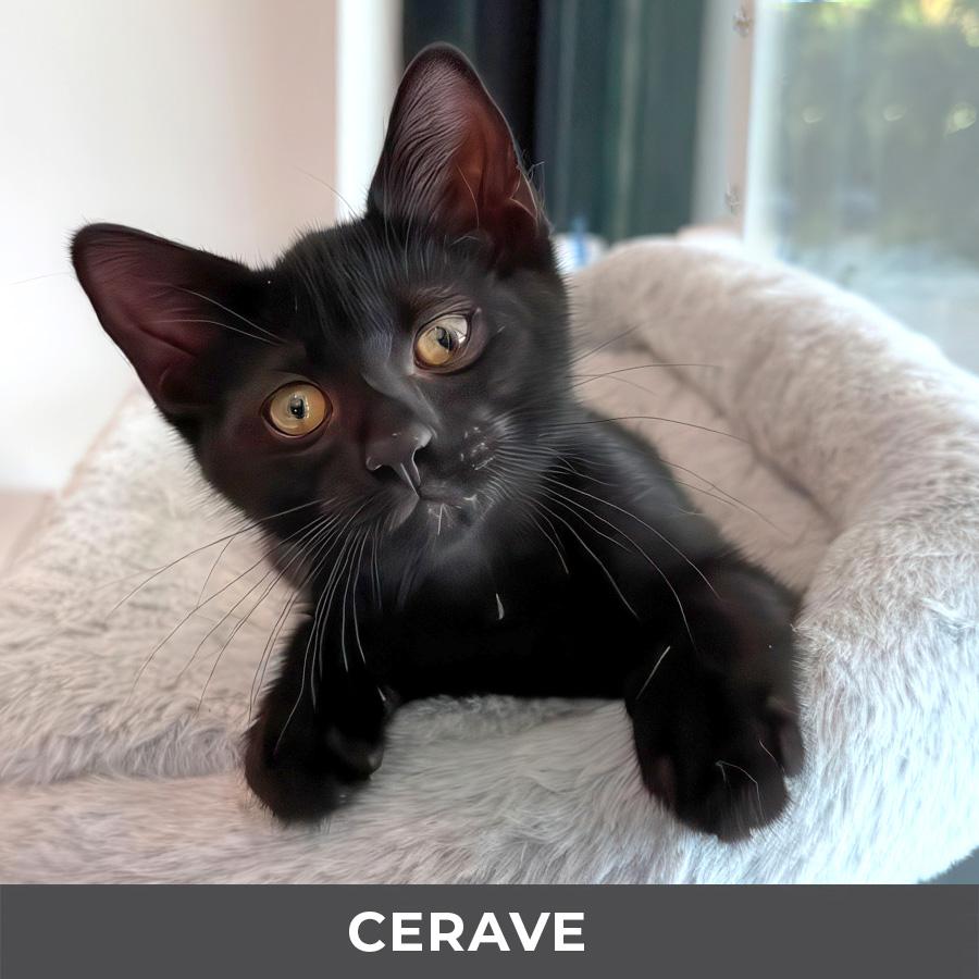 Enlarge CeraVe, a ADOPTABLE Domestic Short Hair in Etobicoke, ON image 1/4