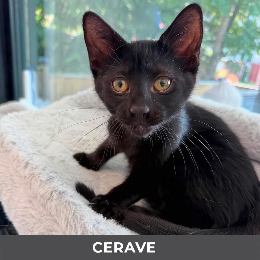 Enlarge CeraVe, a ADOPTABLE Domestic Short Hair in Etobicoke, ON image 4/4