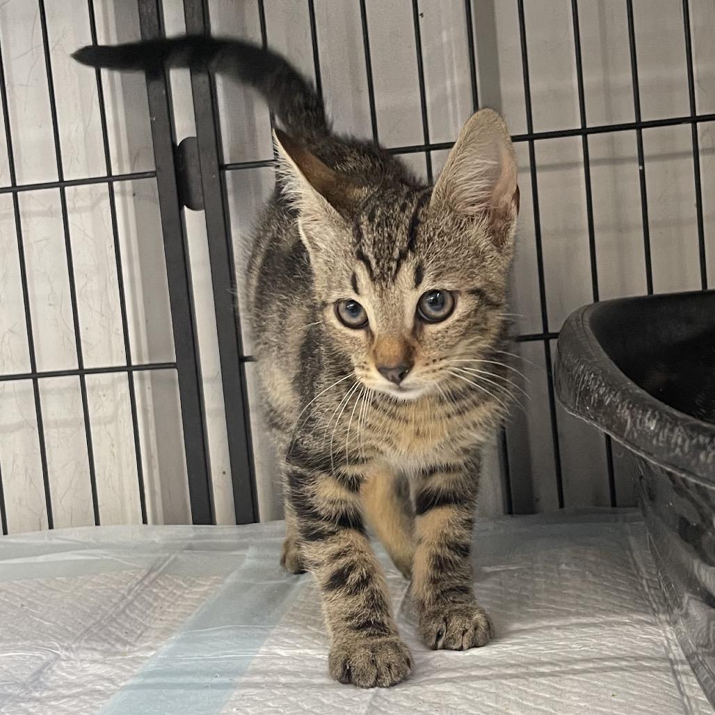 Neptune, an adoptable Domestic Short Hair in Corbin, KY_image-1