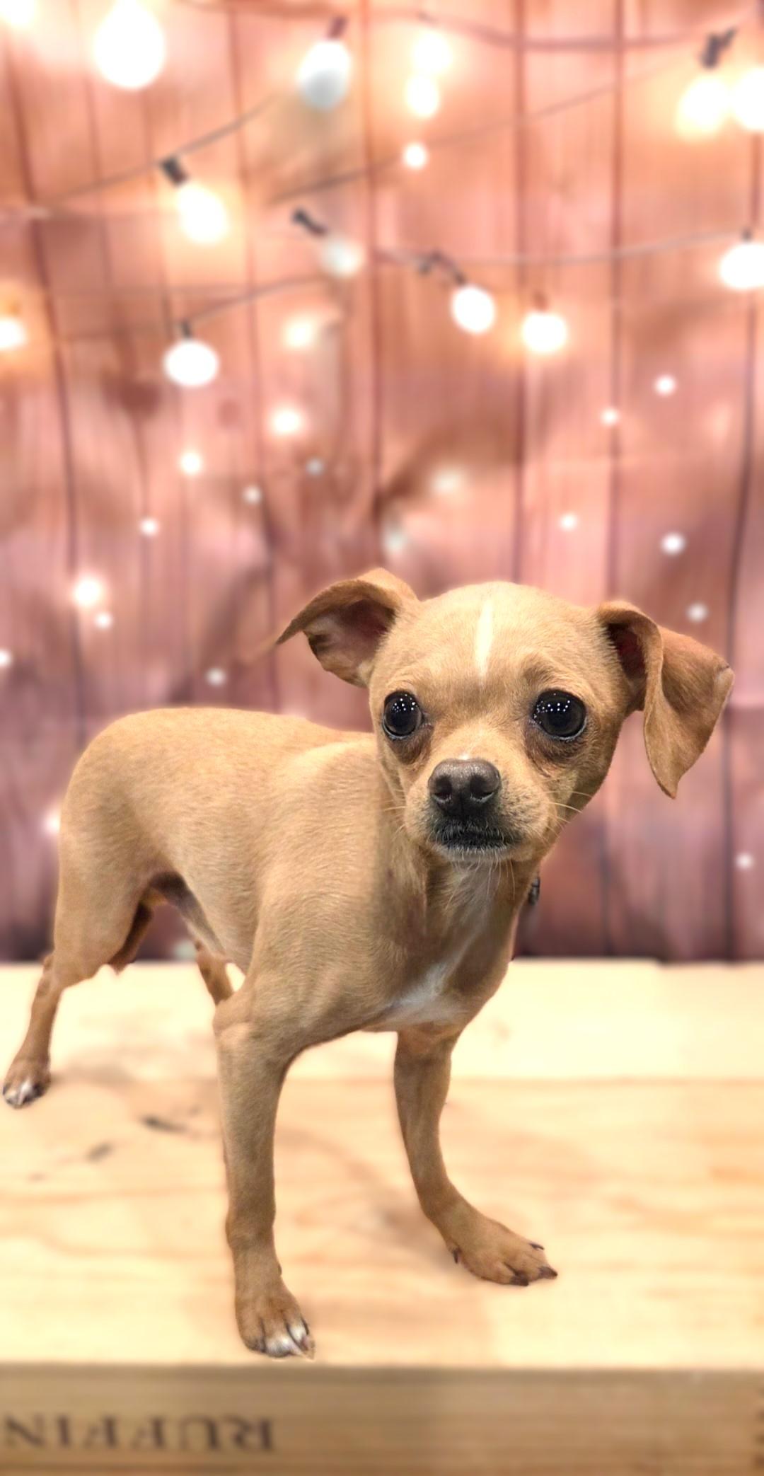 Tiny Tim, a ADOPTABLE Chihuahua in Bridgeton, MO image 2/5