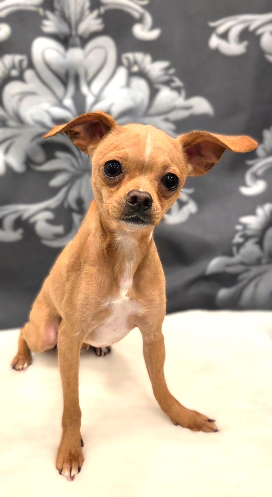 Tiny Tim, a ADOPTABLE Chihuahua in Bridgeton, MO image 1/5