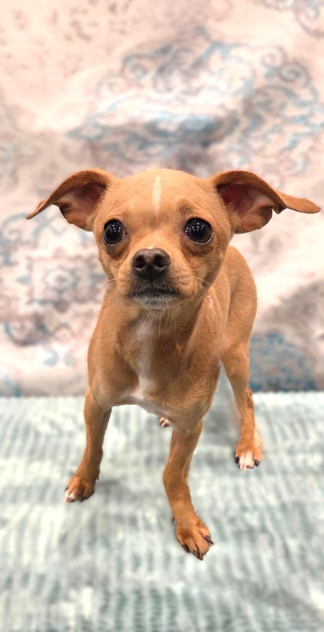 Tiny Tim, a ADOPTABLE Chihuahua in Bridgeton, MO image 3/5