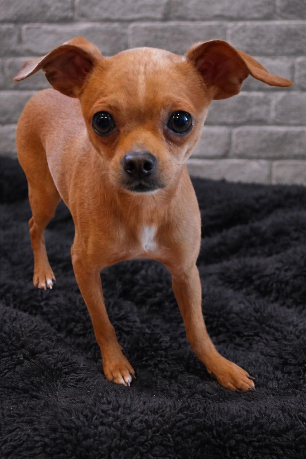 Tiny Tim, a ADOPTABLE Chihuahua in Bridgeton, MO image 5/5