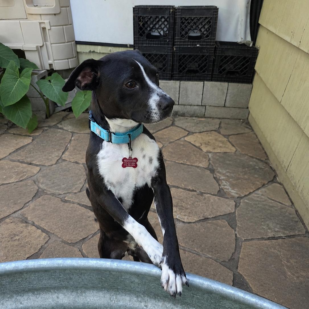 Enlarge FIN-FINITO (Sweet, Loves Kids, All Humans, Cats, Dogs, Cuddles, Affectionate), a Adoptable mixed breed in Portland, ME image 4/6