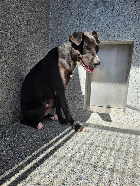 DONNIE, Adoptable, Adult Male Pit Bull Terrier & Labrador Retriever.