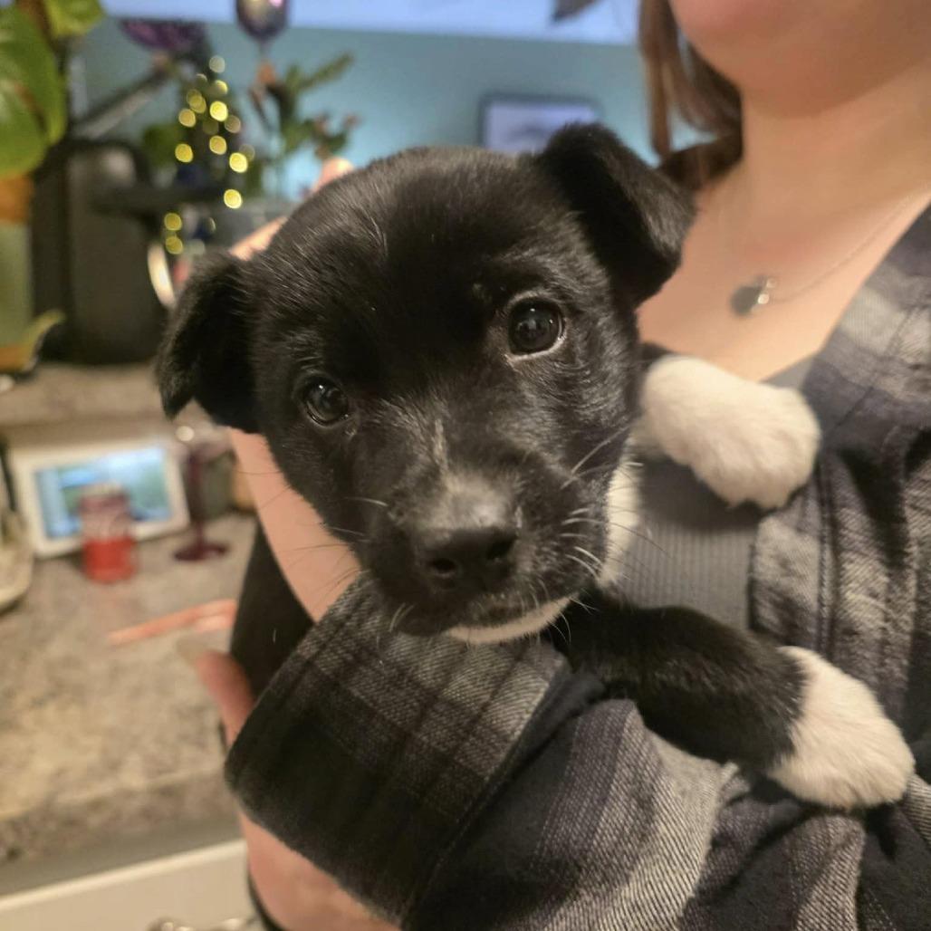 Enlarge Stockings, a Adoptable mixed breed in Raleigh, NC image 1/2