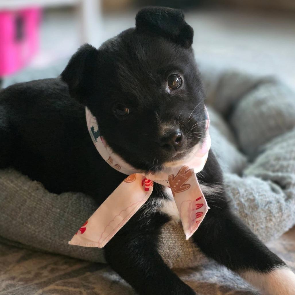 Enlarge Stockings, a Adoptable mixed breed in Raleigh, NC image 2/2