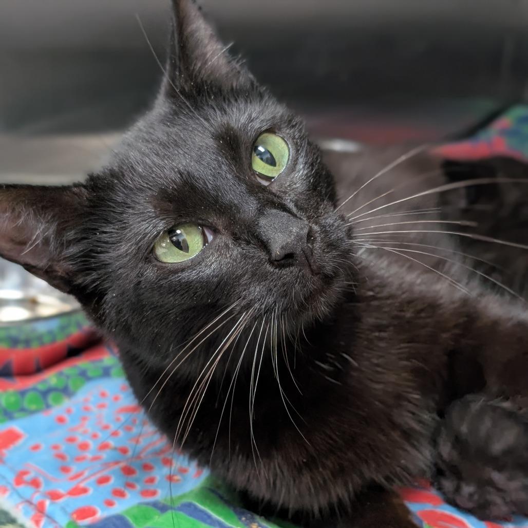 Enlarge Margo, a Adoptable Domestic Short Hair in Madison, WI image 1/6